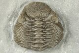 Eldredgeops Trilobite Fossil - Silica Shale, Ohio #188840-3